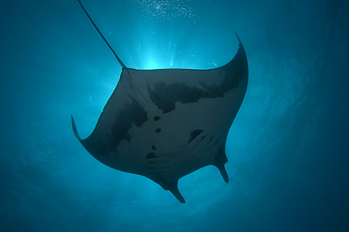 Manta3248