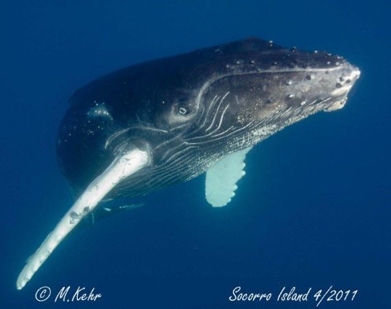 marianne solmar V humpback-2