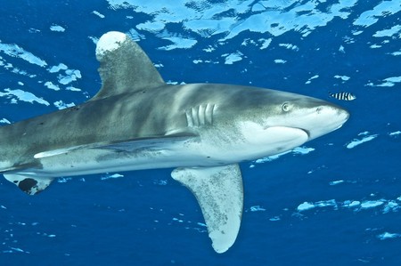 diving the red sea