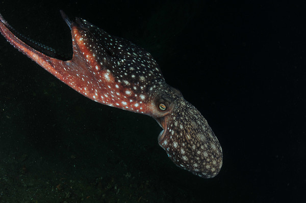 milford_sound_octopus