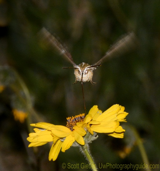 nikon d7100 wildlife photo