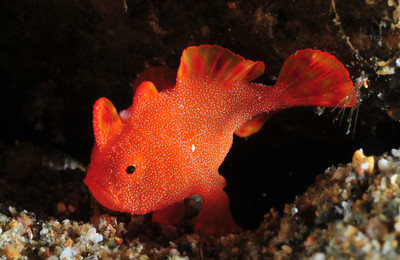 muck_diving