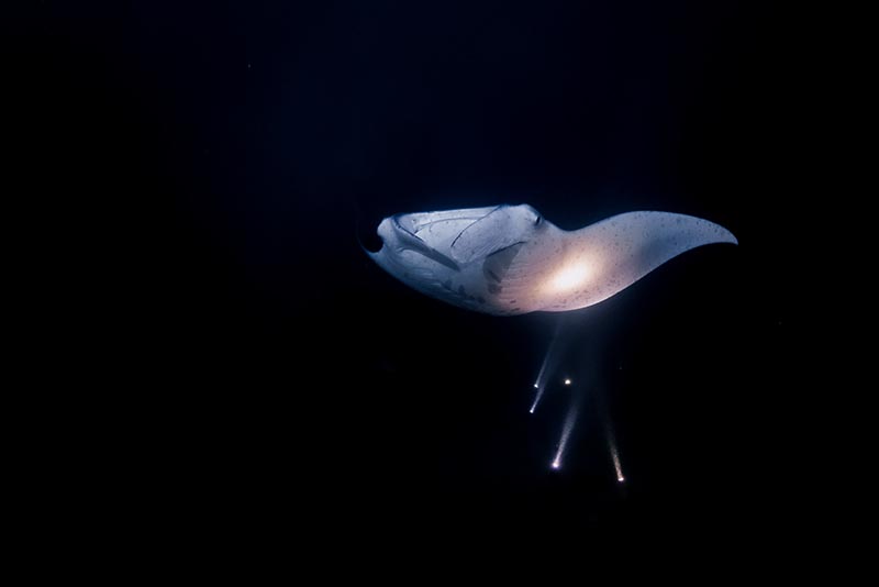 marelux apollo s