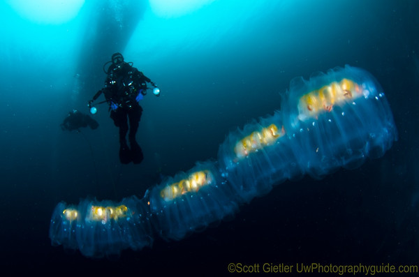 nikon d7000 underwater