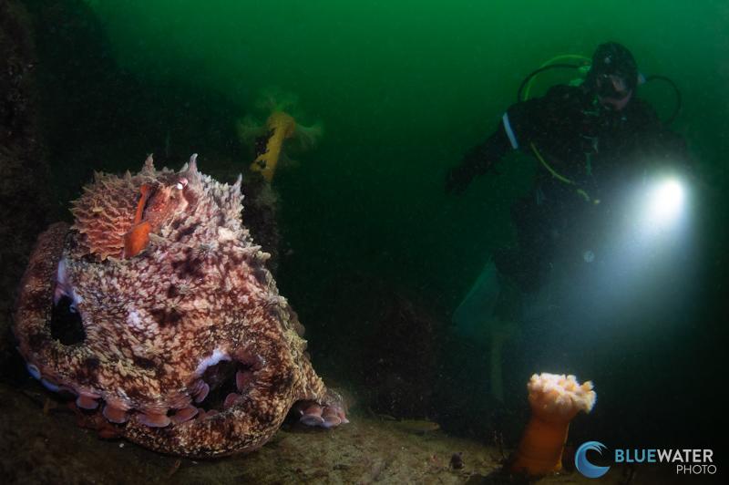 An adult giant pacific octopus with a diver
