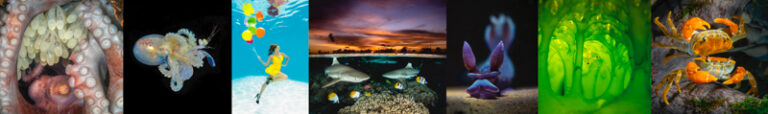 2022 Ocean Art Contest Winners ocean art 2022 long banner