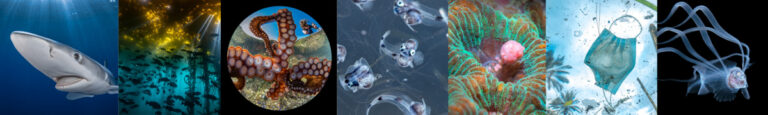 2020 Ocean Art Contest Winners oceanart2020graphic2
