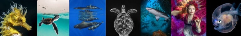 2021 Ocean Art Contest Winners oceanart2021banner