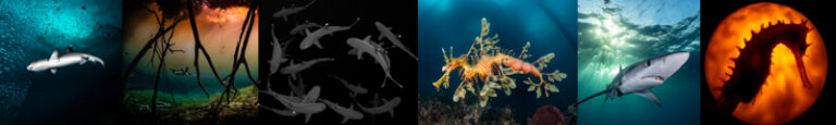 oceanart2024banner
