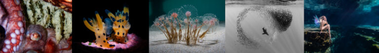 2023 Ocean Art Contest Winners OceanArt_2023_announcement-graphics-2