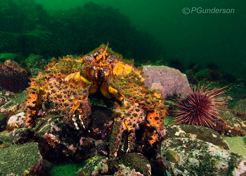 King Crab