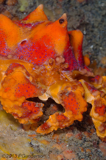 King Crab