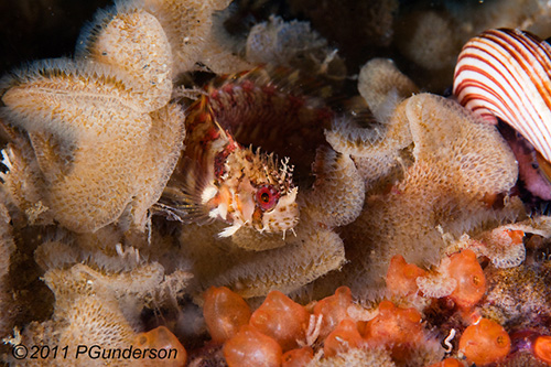 Mosshead Warbonnet