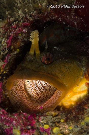 Scalyhead Sculpin