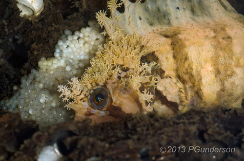 Decorated Warbonnet