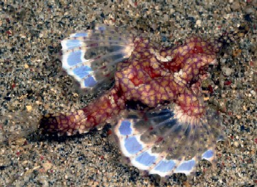 pegasus sea moth
