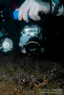 wunderpuss octopus