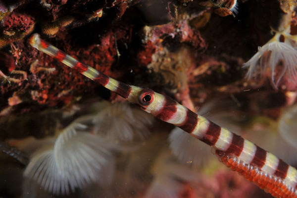 pipefish underwater with eggs