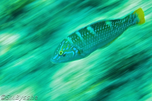 Slow Shutter Speeds in Underwater Photography Puddingwife