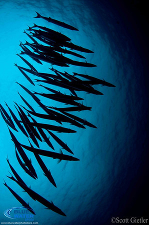 raja ampat schooling fish underwater photo