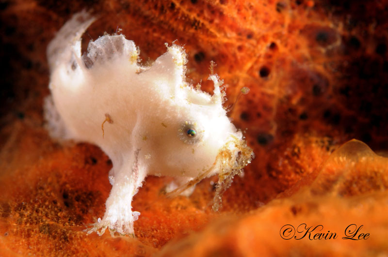 raja ampat underwater photography of a juvenile frogfish