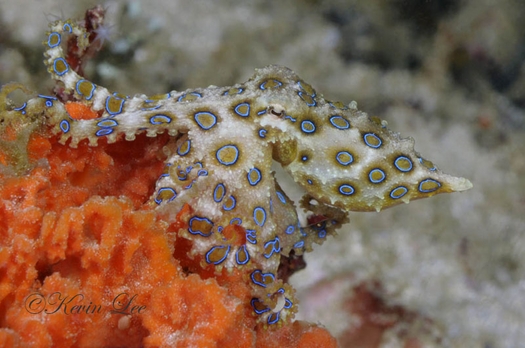 blue-ring octopous