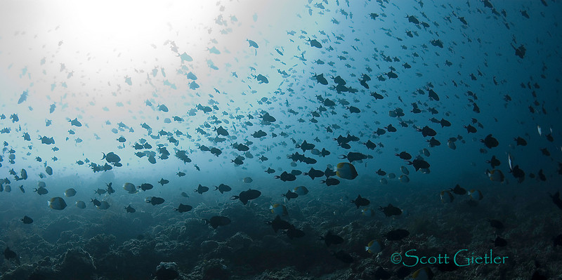 redtooth triggerfish at sachiko, in bunaken, indonesia