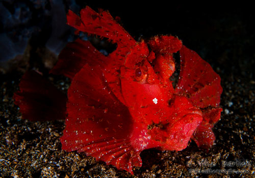 Rhinopia eshmeyeri