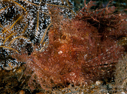 rhinopia frondosa