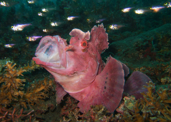 yawning purple rhinopia