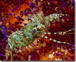saron shrimp, anilao