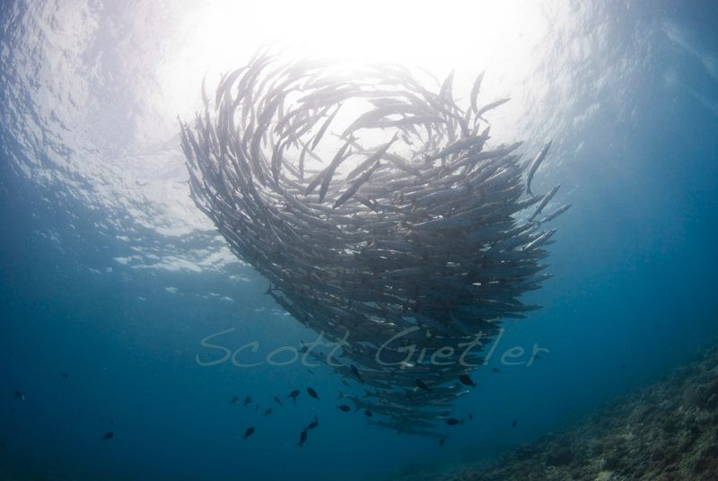barracuda tornado, barracuda point, bunaken