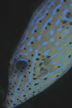 scrawled fishfish