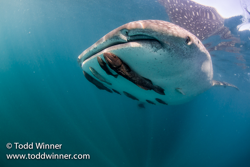Sea-of-cortez-whaleshark-todd