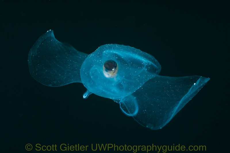 sea_butterfly_2