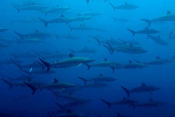silky_sharks