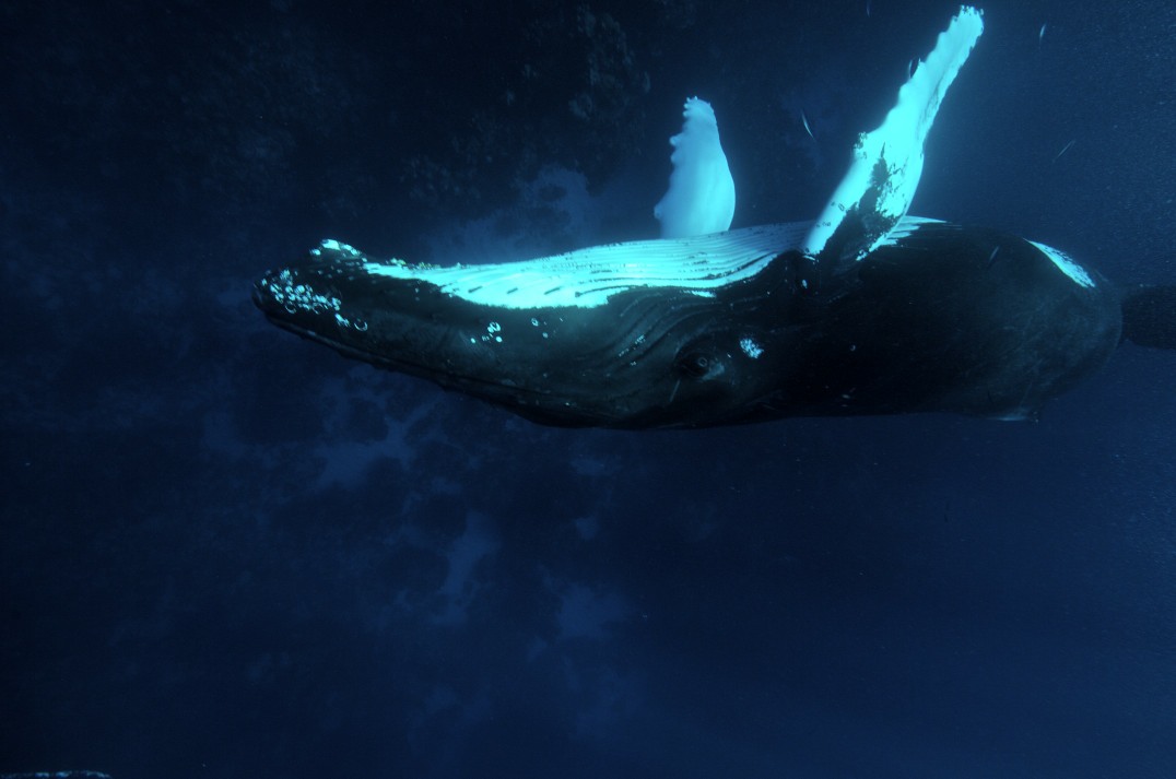 silverbank_diving