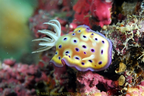 sipadan underwater photography