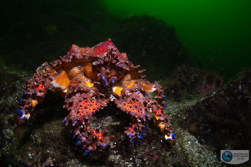 A beautiful Puget Sound king crab A beautiful puget sound king crab