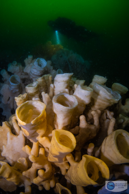 Cloud sponges on a deep dive in the inlet Cloud sponges on a deep dive in the inlet