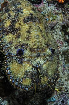 slipper lobster
