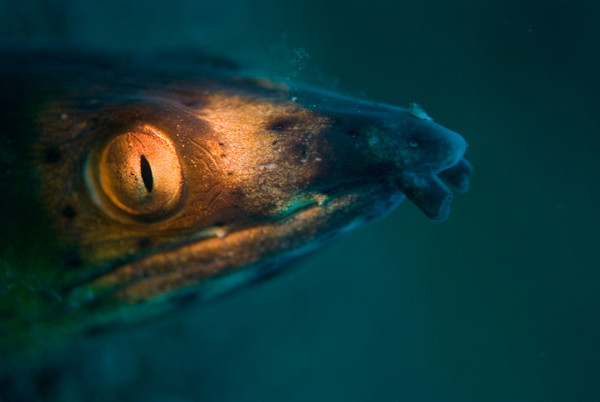 snake eel