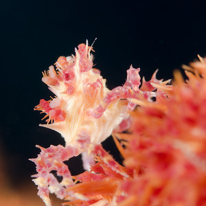 Soft coral crab