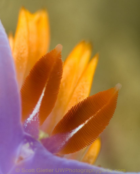Spanish shawl nudibranch rhinophores. F25, 1/250th, ISO 200, Subsee +10 diopter Spanish shawl nudibranch rhinophores. F25, 1/250th, ISO 200, Subsee +10 diopter