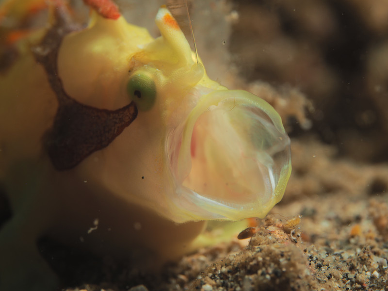 Lembeh 2019 Workshop Lembeh 2019 Workshop