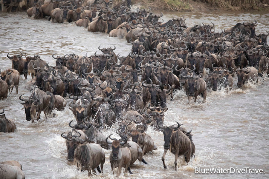 Wildebeest crossing the Maya river in Tanzania