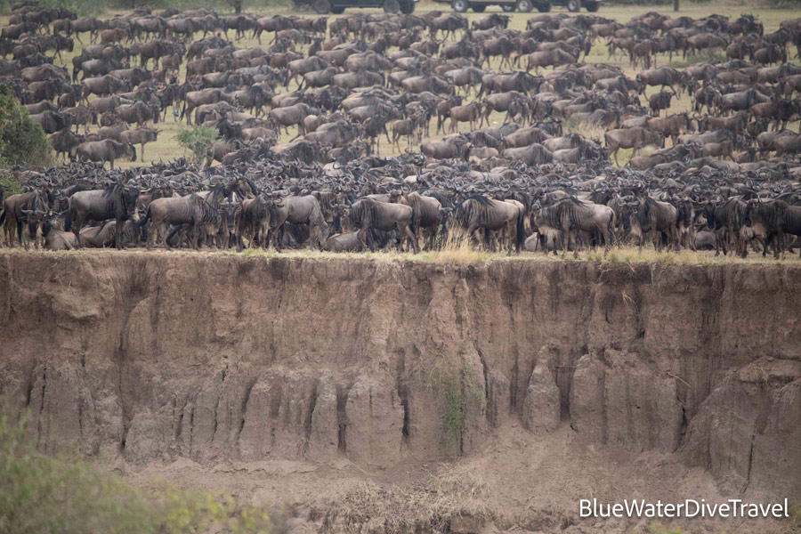 Wildebeest crossing the Maya river in Tanzania