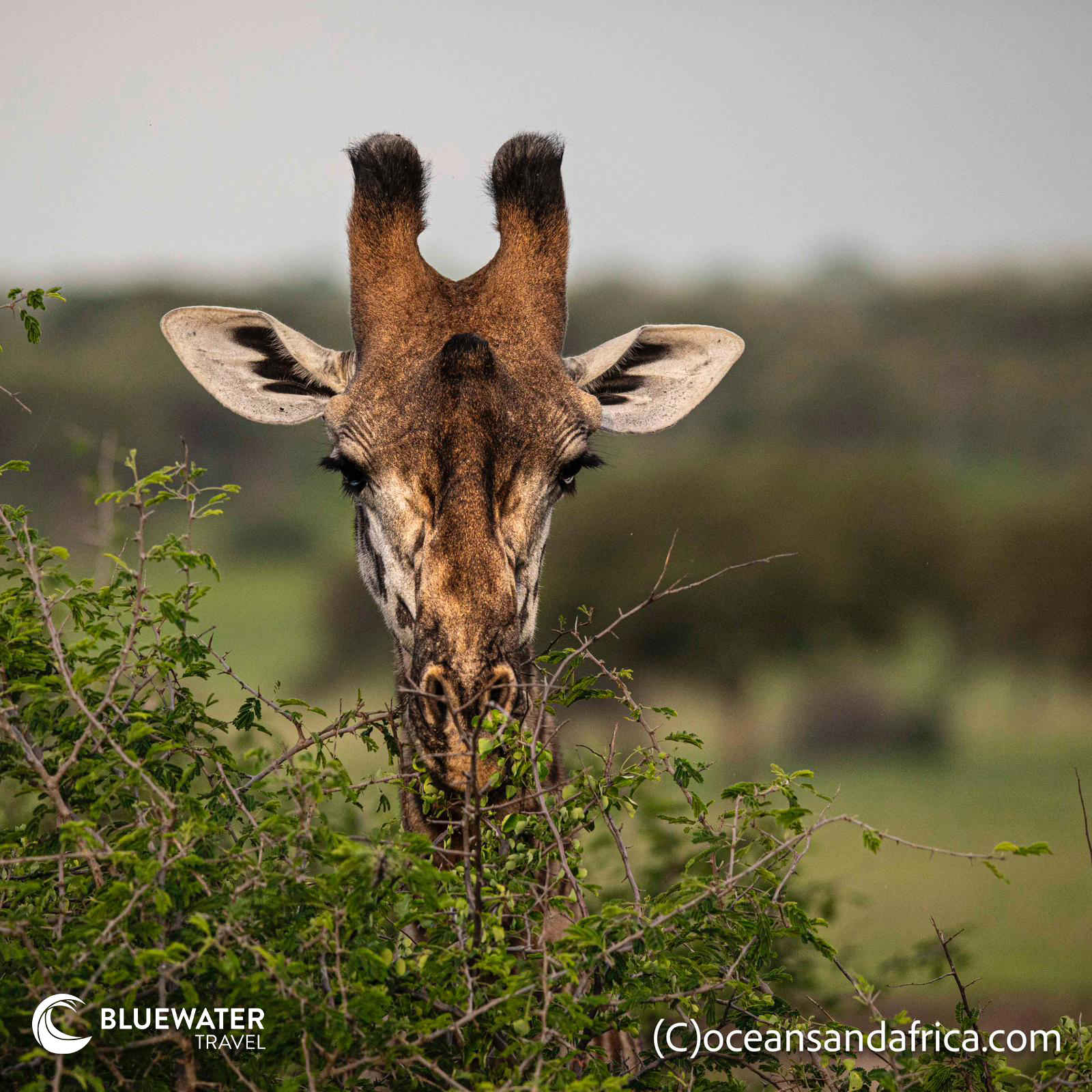 Tanzania Trip Report December 2024 Tanzania Trip Report December 2024