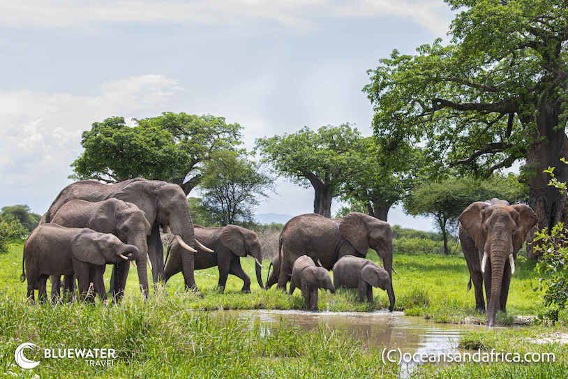 Tanzania Trip Report December 2024 Tanzania Trip Report December 2024