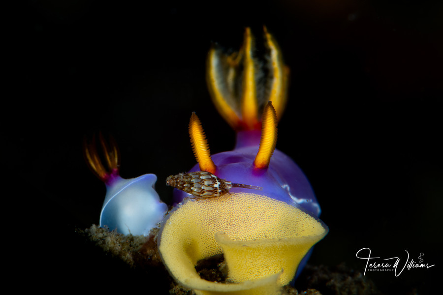 Lembeh 2019 Workshop Lembeh 2019 Workshop